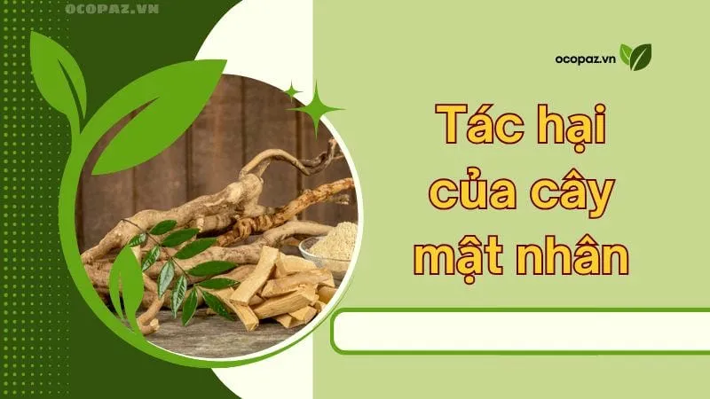 Tác hại của cây mật nhân