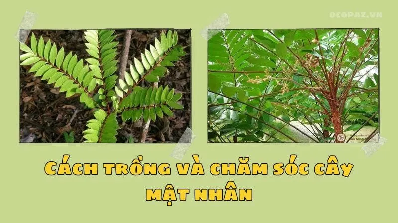 Cách trồng và chăm sóc cây mật nhân