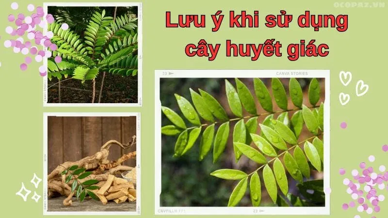 Mật nhân - Thảo dược quý chữa bệnh hiệu quả 7