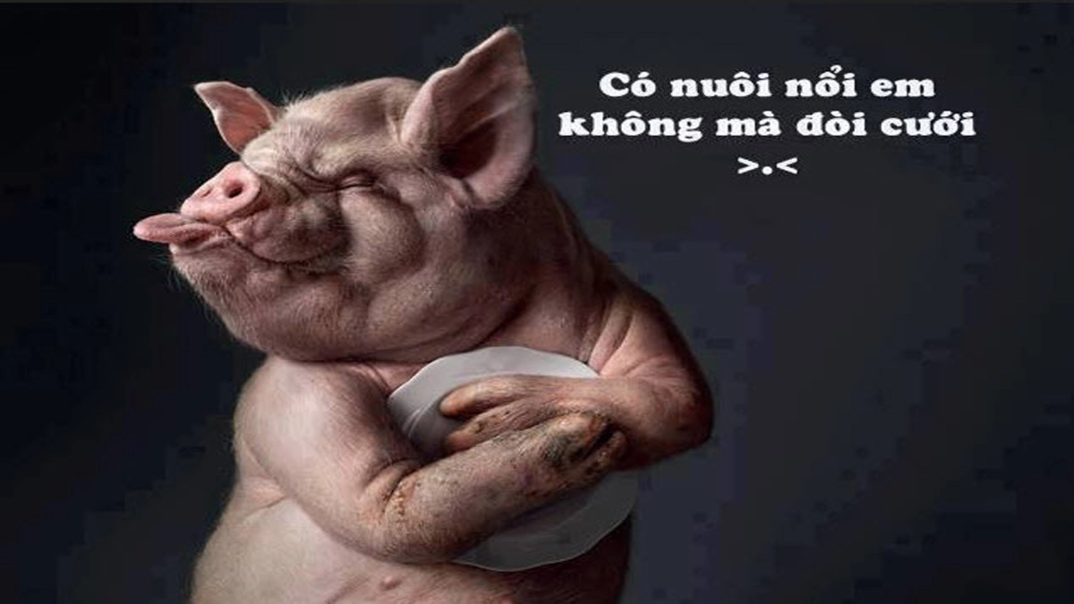 Cười đểu meme mèo nhếch mép cực kỳ thú vị.