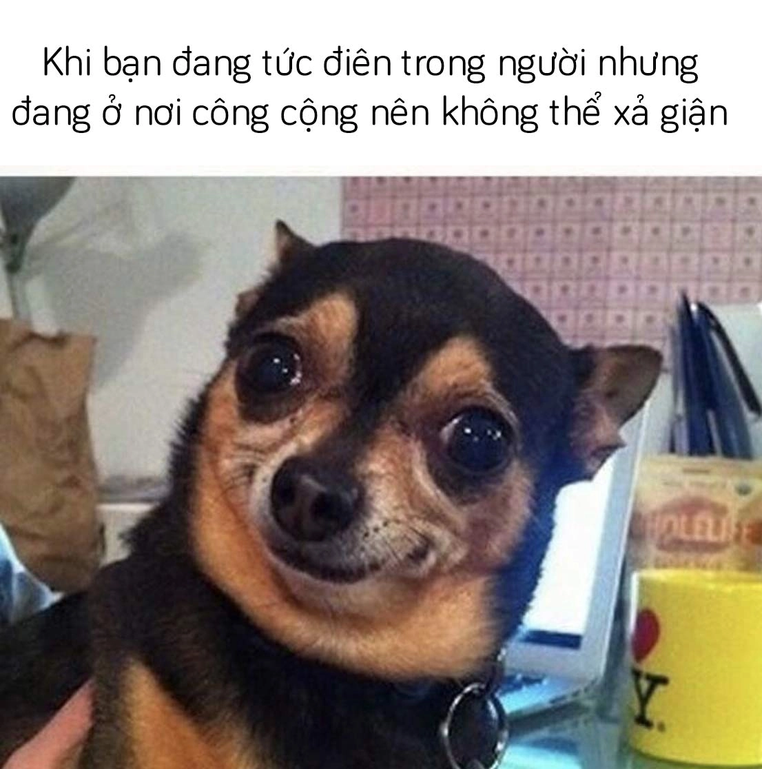 Thú vị với meme cười ngượng trong những khoảnh khắc độc đáo.