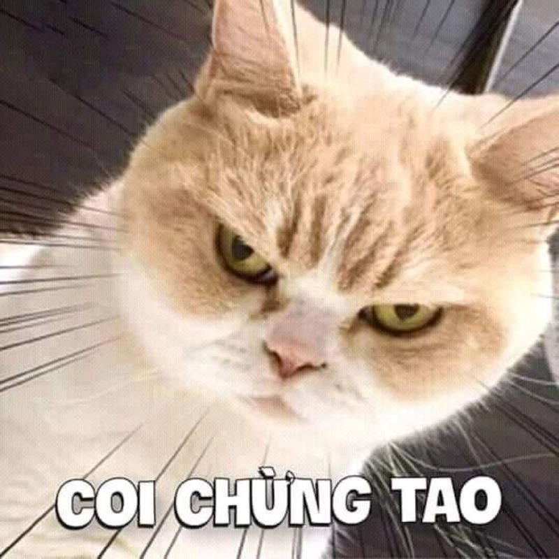 8/3 vui vẻ meme dành tặng ngày đặc biệt cho phái đẹp.