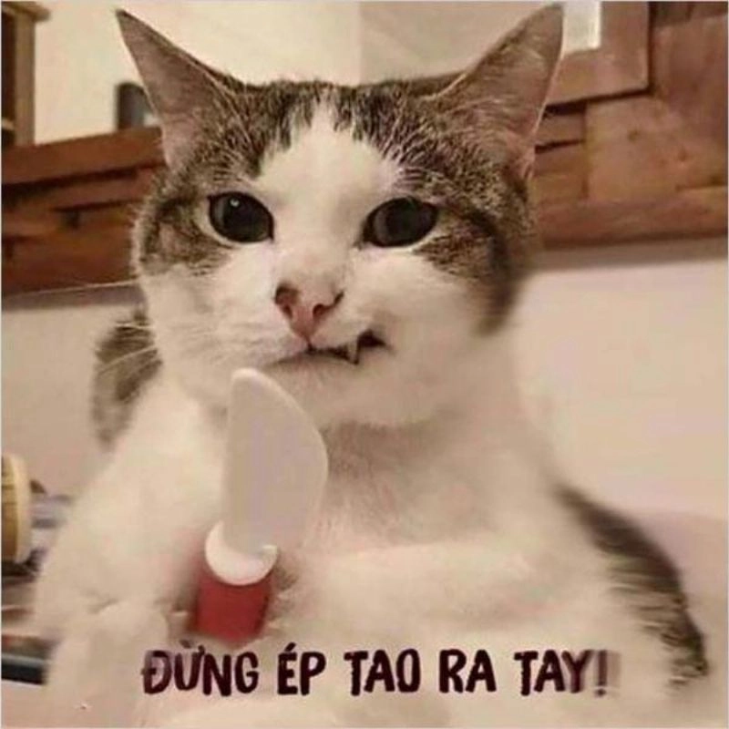 20/10 vui vẻ meme tôn vinh ngày ý nghĩa của phụ nữ.