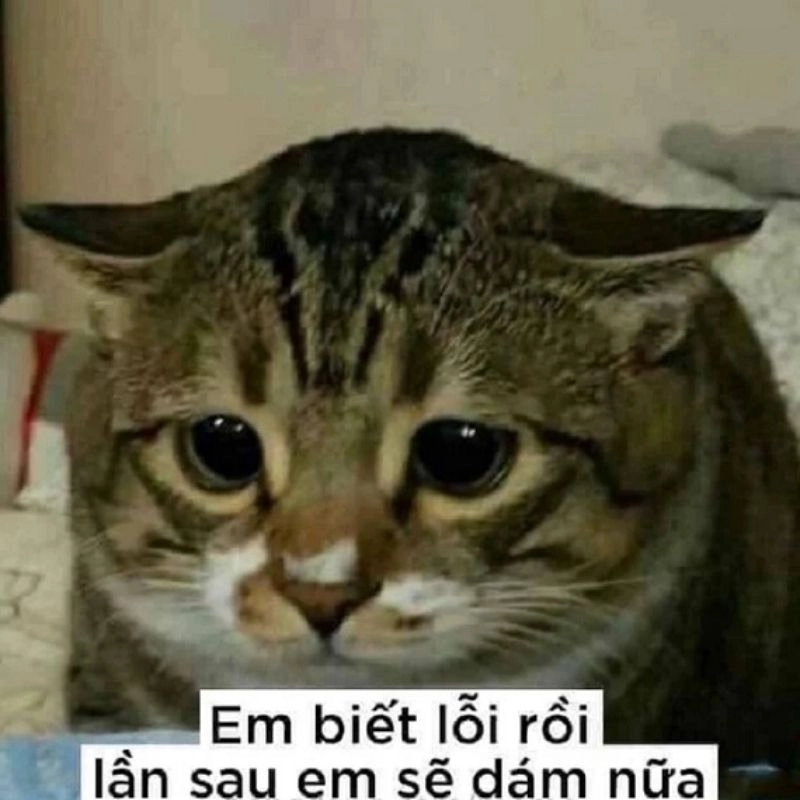 Cute meme vui vẻ siêu dễ thương và ngộ nghĩnh.