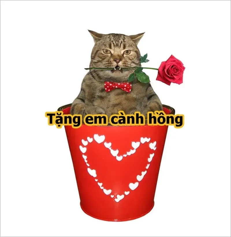 Mèo meme tặng quà là món quà ngọt ngào qua hình ảnh mèo dễ thương.