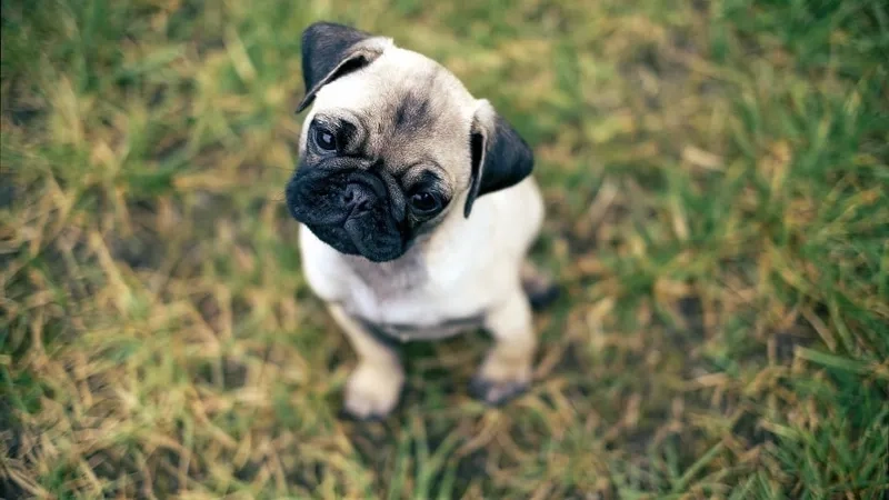 Hình nền chó pug dễ thương tạo cảm giác vui vẻ  