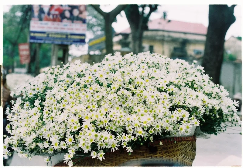 Hoa mẫu đơn hồng hình nền mang đến vẻ đẹp nhẹ nhàng và thanh thoát cho không gian của bạn.