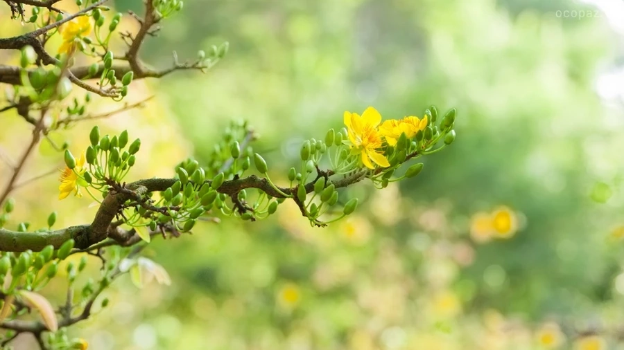 Để ngăn ngừa bệnh nấm hồng trên cây mai, việc duy trì vệ sinh vườn cây là vô cùng quan trọng