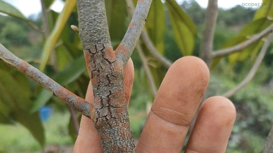 Nguyên nhân chính dẫn đến nấm hồng trên cây sầu riêng là do nấm Erythricium salmonicolor gây ra