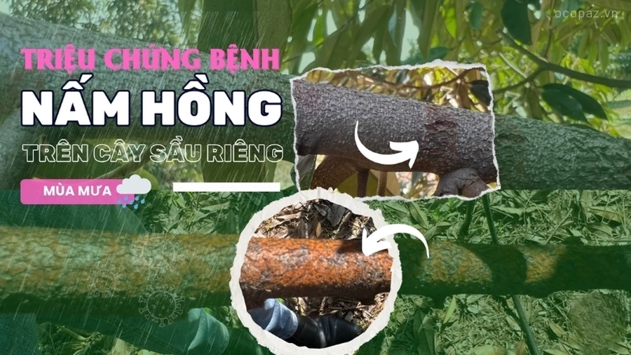 Trên thân và cành, nấm hồng trên cây sầu riêng xâm nhập vào mô vỏ