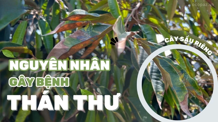 Bệnh thán thư sầu riêng, một trong những bệnh phổ biến trên cây sầu riêng