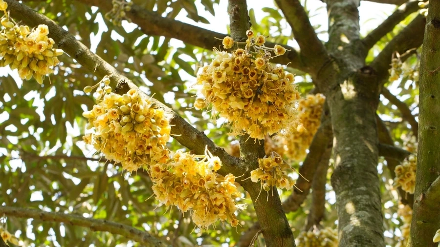 Mùa sầu riêng thường vào cuối mùa hè và đầu mùa thu, thời điểm trái chín rộ và ngon nhất