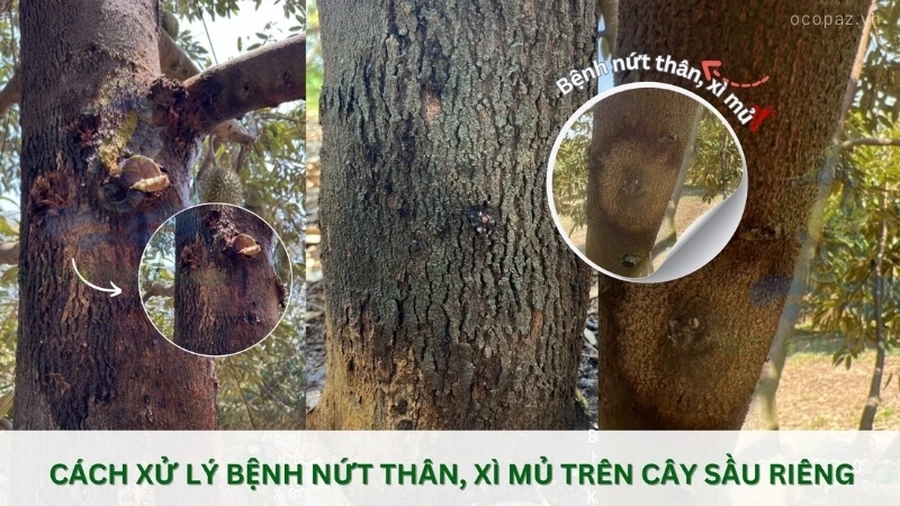 Bệnh xì mủ trên sầu riêng là một trong các bệnh thường gặp