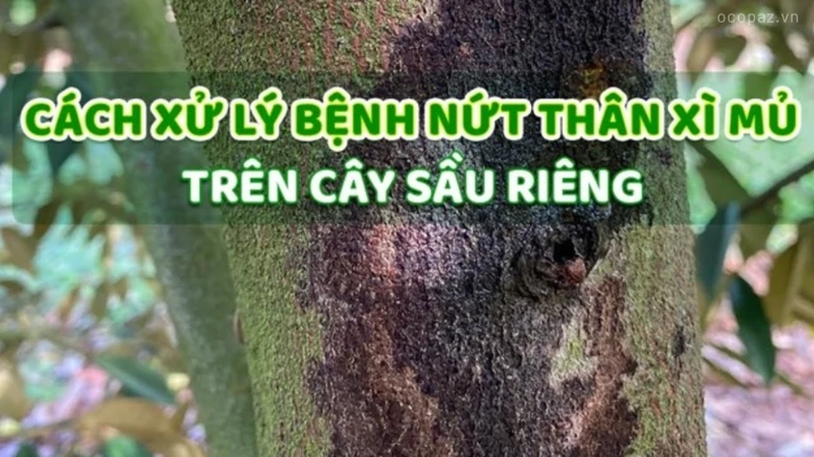 Để hạn chế nguy cơ xì mủ trên cây sầu riêng, bà con nên chọn những giống sầu riêng có khả năng chống chịu tốt