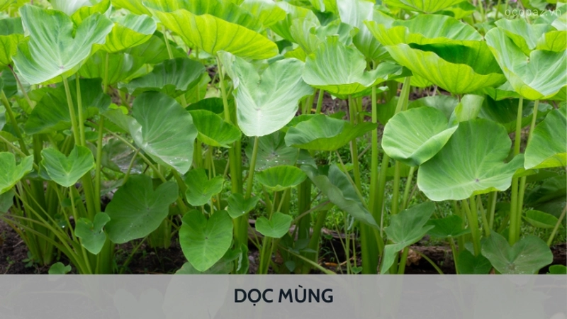 Dọc mùng là loại rau được ưa chuộng trong nhiều món ăn truyền thống của Việt Nam