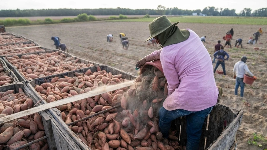 Chọn củ khỏe mạnh để trồng khoai lang nhiều củ và năng suất cao