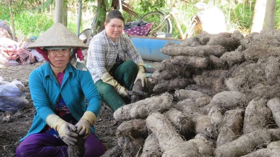 Việc trồng khoai mỡ không chỉ dừng lại ở khâu gieo trồng mà còn đòi hỏi kỹ thuật chính xác