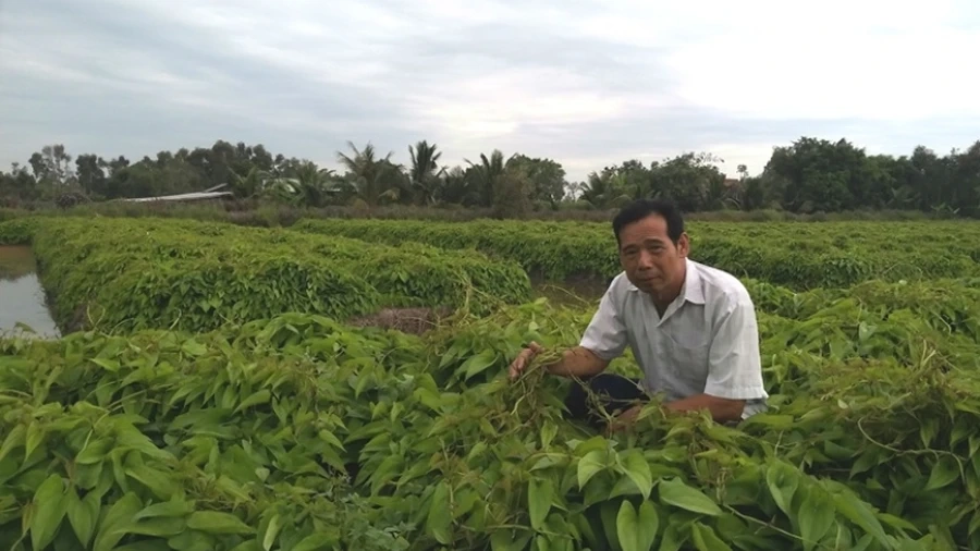 Cách trồng khoai mỡ trong chậu tiết kiệm không gian, cây phát triển tốt