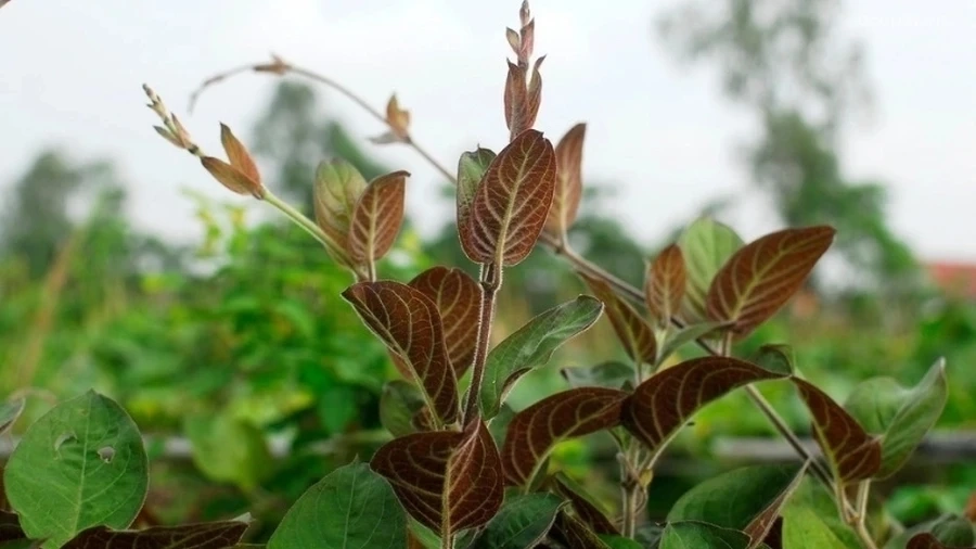 Lá mơ có tác dụng trị nhiều bệnh như đau dạ dày, tiểu đường và cải thiện tiêu hóa hiệu quả