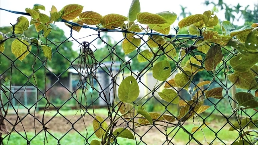 Để trồng lá mơ lông thành công, việc duy trì độ sạch sẽ của khu vực trồng là rất quan trọng