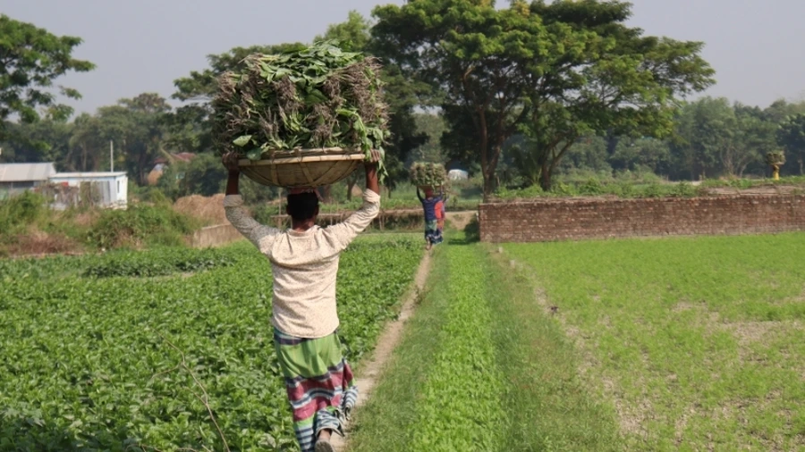 Chỉ sau một tháng gieo trồng, bạn đã có thể thu hoạch rau mồng tơi,