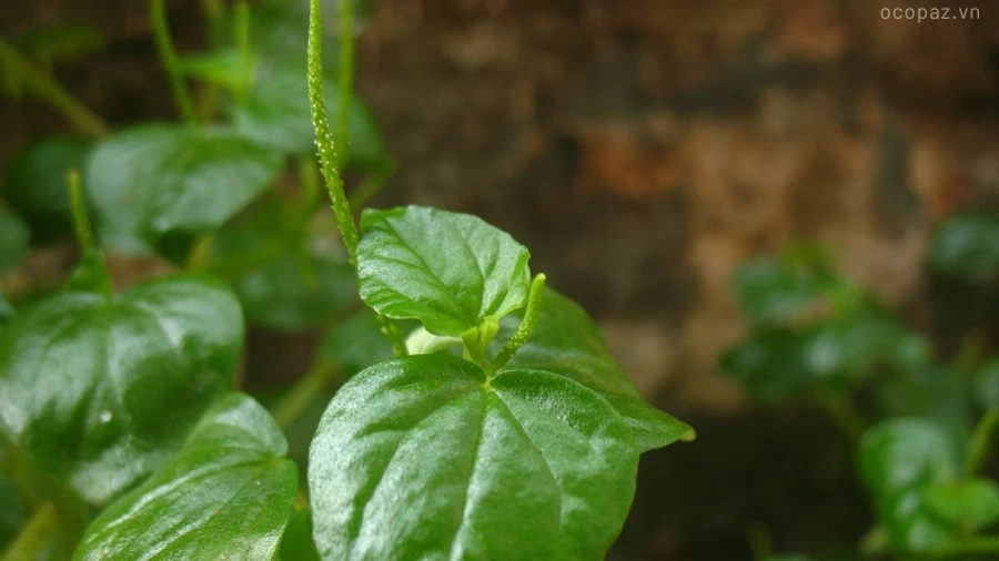 Cây rau càng cua là loại cây dễ trồng trong vườn, có khả năng sinh trưởng nhanh và ít bị sâu bệnh