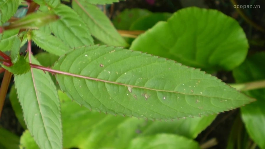 Rau đay, một loại rau nhiệt đới quen thuộc, không chỉ dễ trồng mà còn giàu dinh dưỡng