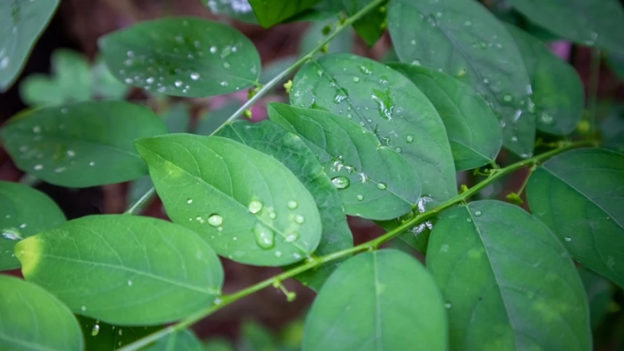 Hạt giống rau ngót giúp bạn trồng rau sạch ngay tại nhà, dễ chăm sóc và phát triển nhanh