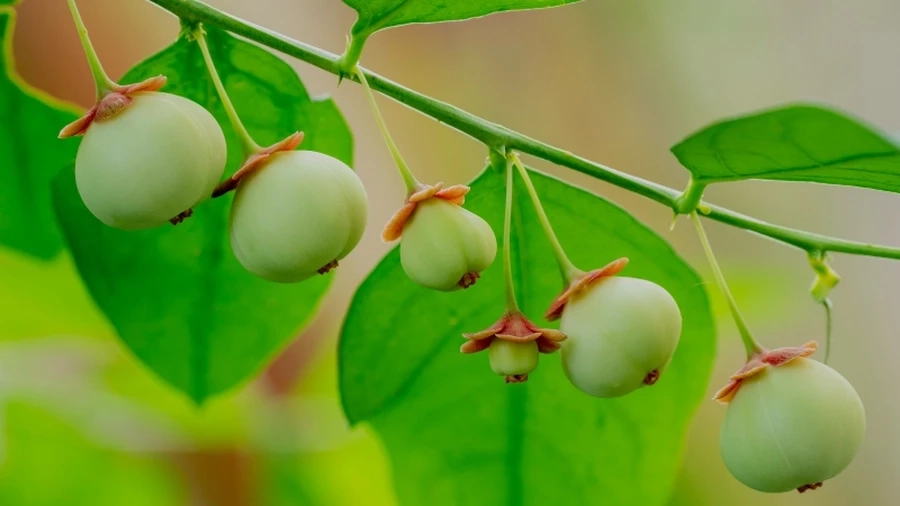 Rau ngót nấu tôm tạo nên món ăn ngon miệng, bổ dưỡng và thích hợp cho bữa ăn gia đình