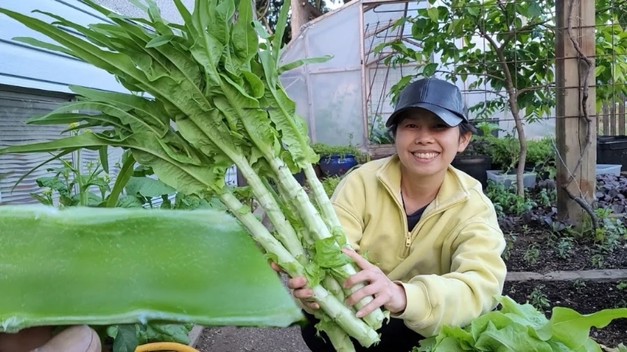 Hình ảnh cây rau tiến vua với lá xanh và thân cứng, thích hợp cho các món ăn tươi ngon.