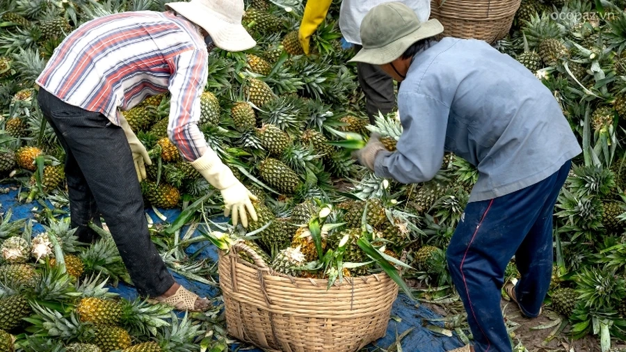 Việc rải vụ thu hoạch đóng vai trò quan trọng trong cách trồng và chăm sóc cây dứa