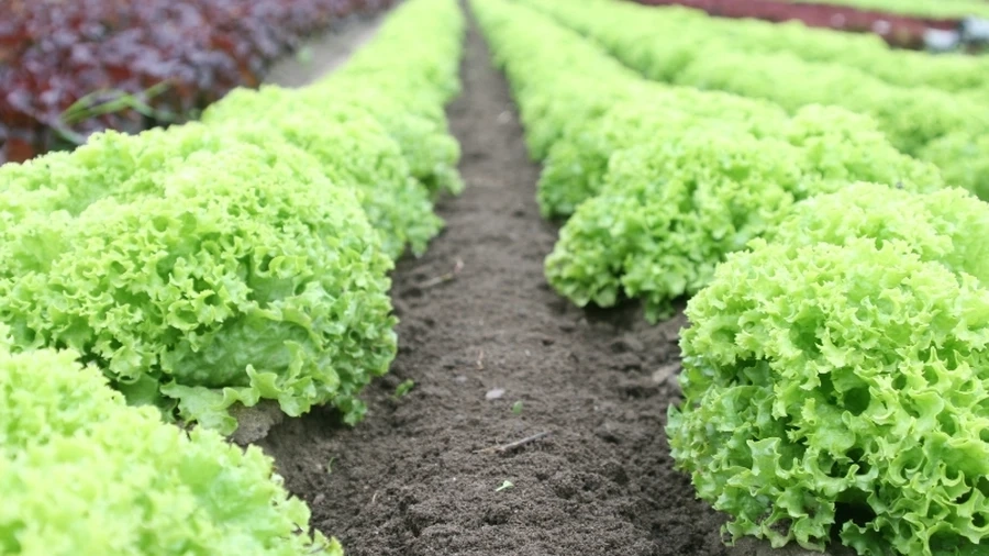 Xà lách tươi ngon, là lựa chọn lý tưởng cho các món salad