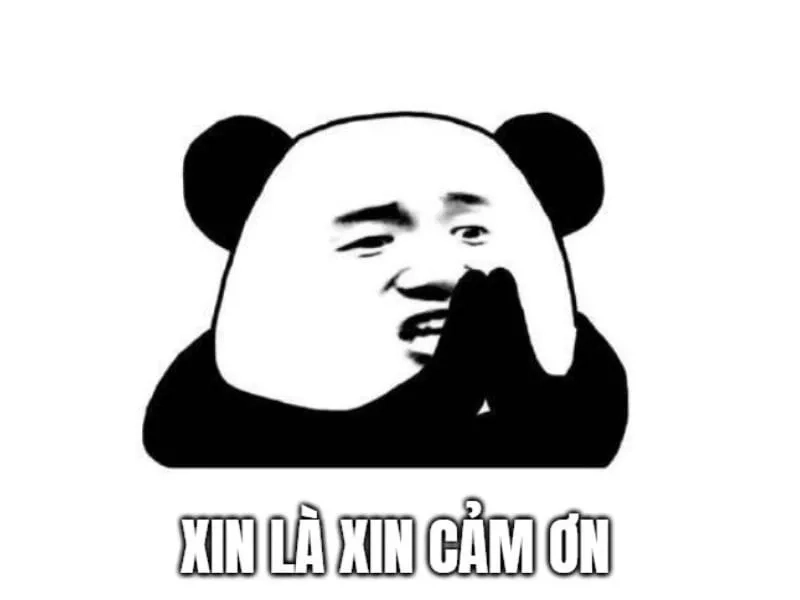 Meme mèo thank you là cách cảm ơn dễ thương với hình ảnh những chú mèo.