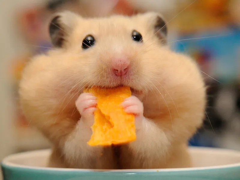 Avatar chuột hamster meme dễ thương và cực kỳ độc đáo.