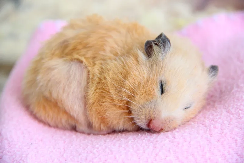 Meme chuột hamster khóc biểu cảm đáng yêu và hài hước.