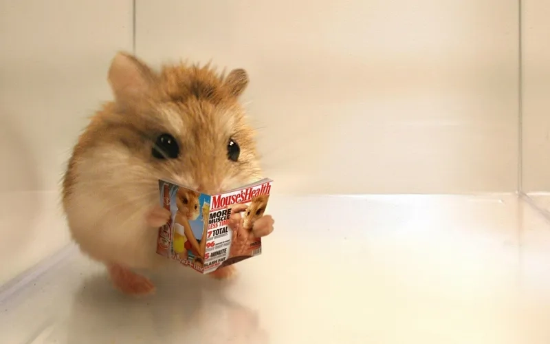 Meme chuột hamster cầm thánh giá khiến bạn cười không ngớt.