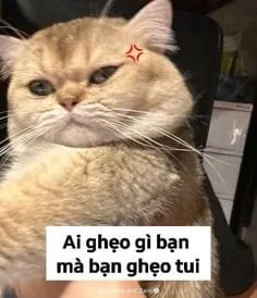 Meme mèo chuối khóc là khoảnh khắc thú vị của mèo chuối khi cảm thấy buồn.