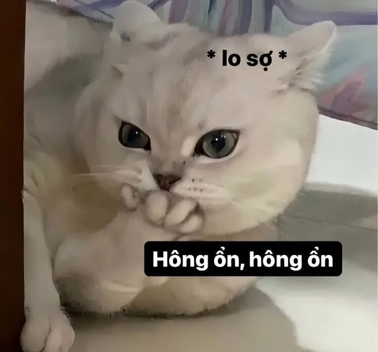 Ảnh mèo meme khóc là những bức ảnh mèo khóc với vẻ mặt đáng yêu và hài hước.