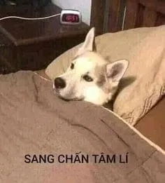 Meme con mèo khóc là những khoảnh khắc buồn bã của mèo khiến người xem không khỏi cười.