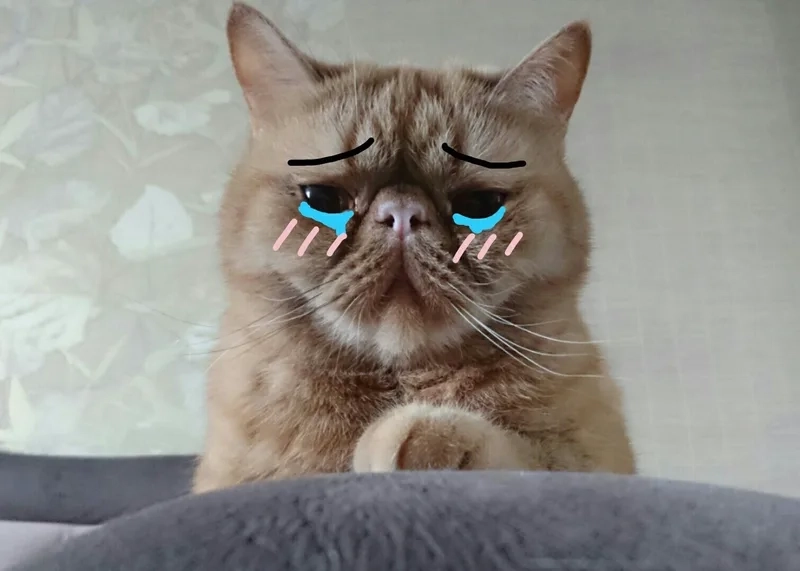 Cry meme cat ngộ nghĩnh với hình ảnh mèo rưng rưng nước mắt.