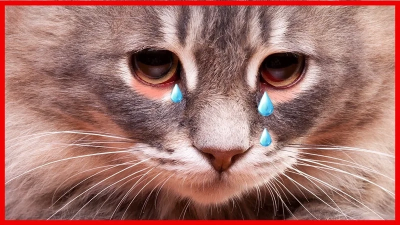 Cat cry when holding phone meme khiến người xem bật cười bởi sự sáng tạo.