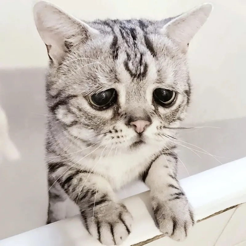 Cry cat meme mang lại tiếng cười qua biểu cảm mèo khóc dễ thương.