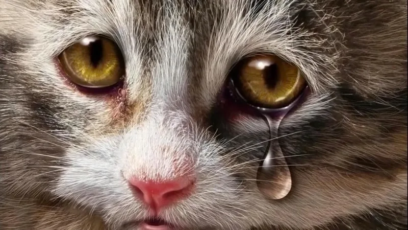 Cat meme cry khiến người xem vừa thương vừa bật cười thích thú.