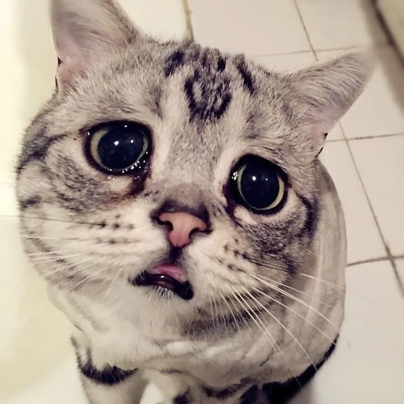 Meme cat crying thu hút với hình ảnh mèo khóc đầy hài hước.