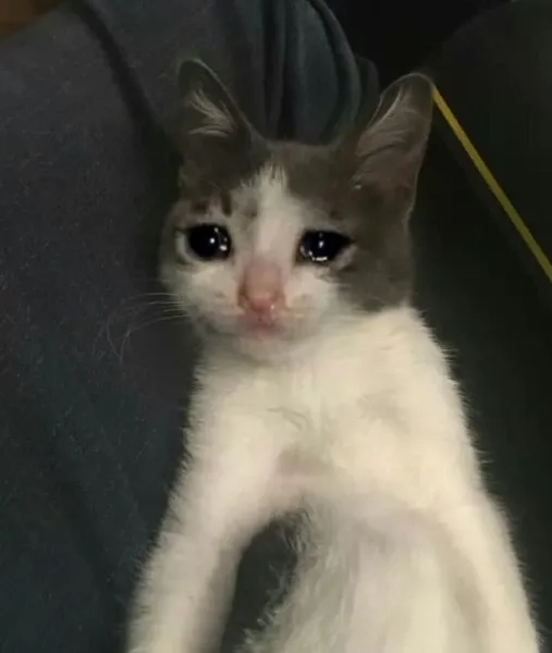 Kitten crying cats meme khiến bạn không thể không yêu những chú mèo con tội nghiệp.