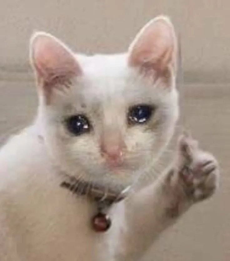 Crying cats meme là những hình ảnh đau buồn nhưng không kém phần đáng yêu của mèo.