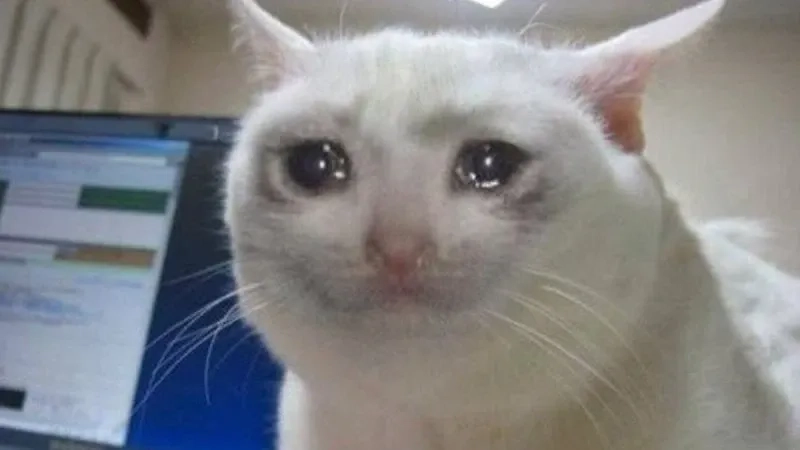 Cat meme cry buồn nhưng không nhịn được cười.