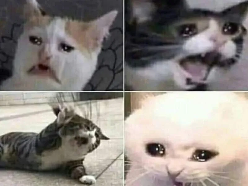 Meme cat crying khiến ai cũng phải chú ý.