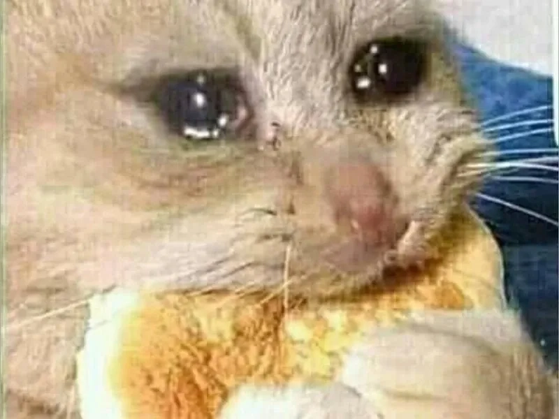 Meme crying cat biểu cảm khó quên.