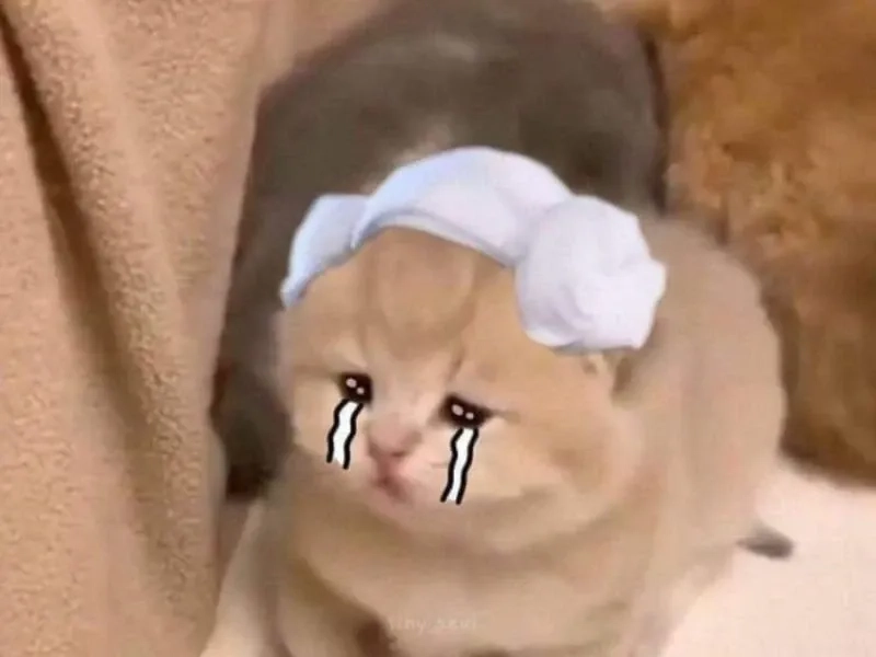 Meme cry cat hài hước, mang lại tiếng cười lớn.